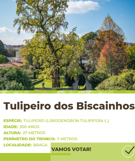 Tulipeiro2